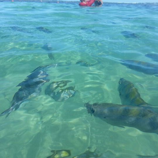 
Piscinas Naturais da Praia do Cupe
 in Porto De Galinhas