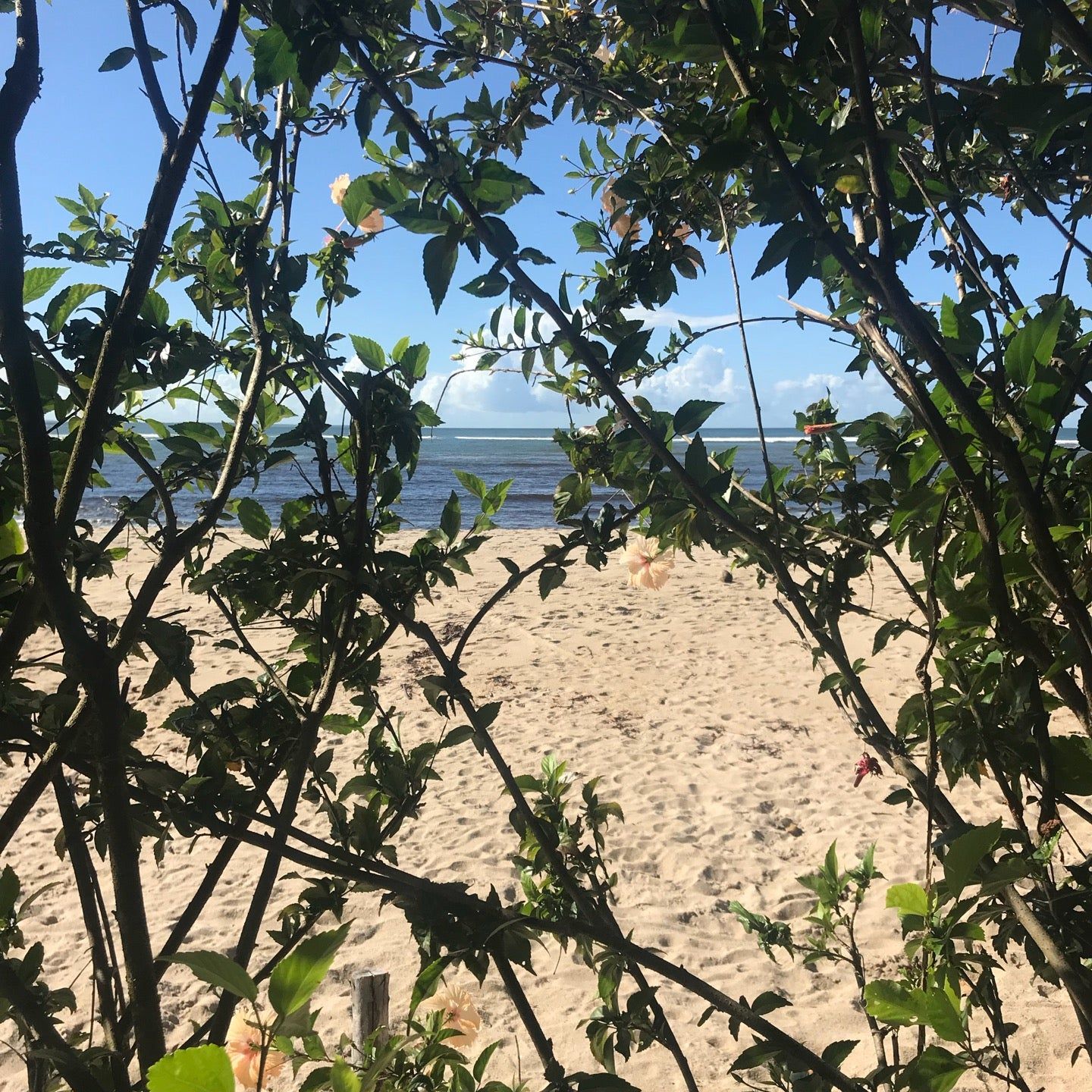 
Praia de Tassimirim
 in Northeast Of Brazil