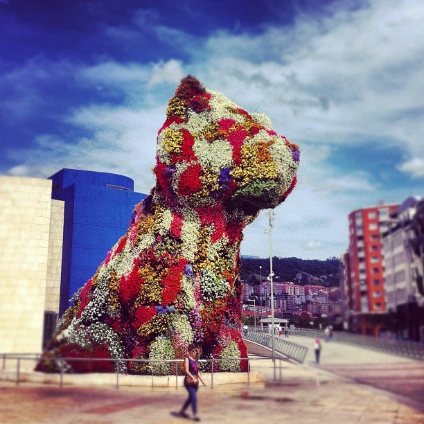 
Puppy
 in Bilbao