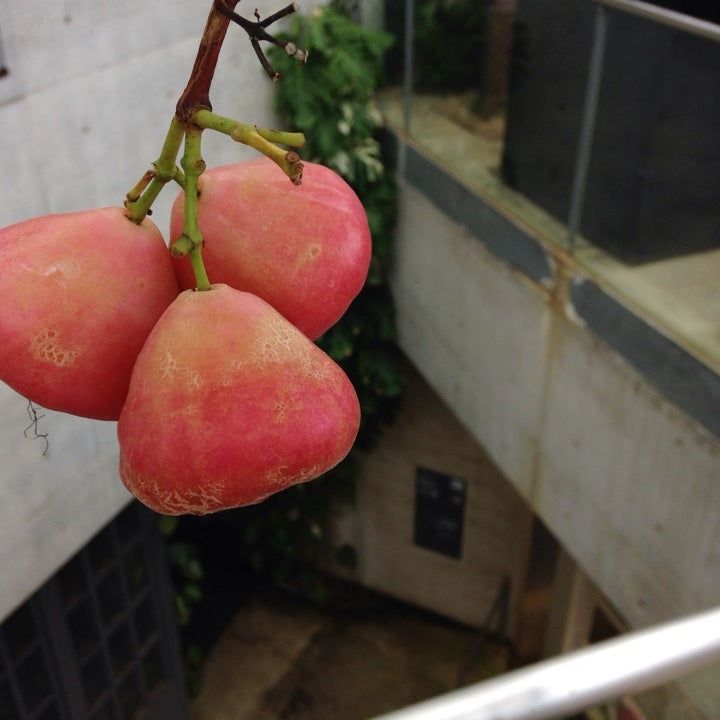 
奇跡の星の植物館
 in Hyogo