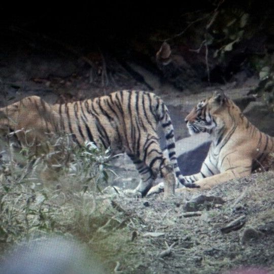 
Ranthambhore National Park | रणथंभौर राष्ट्रीय उद्यान
 in Ranthambore National Park