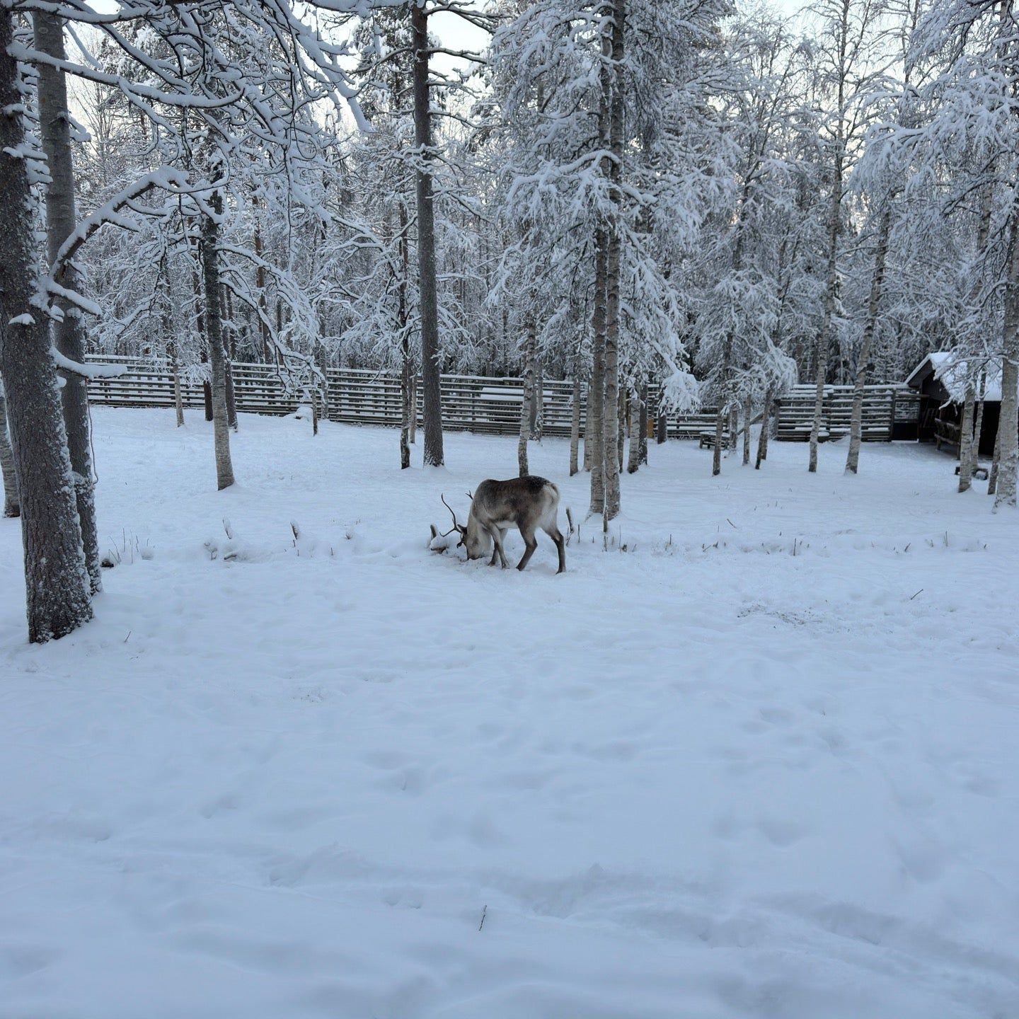 
Ranuan eläinpuisto / Ranua Zoo
 in Finland