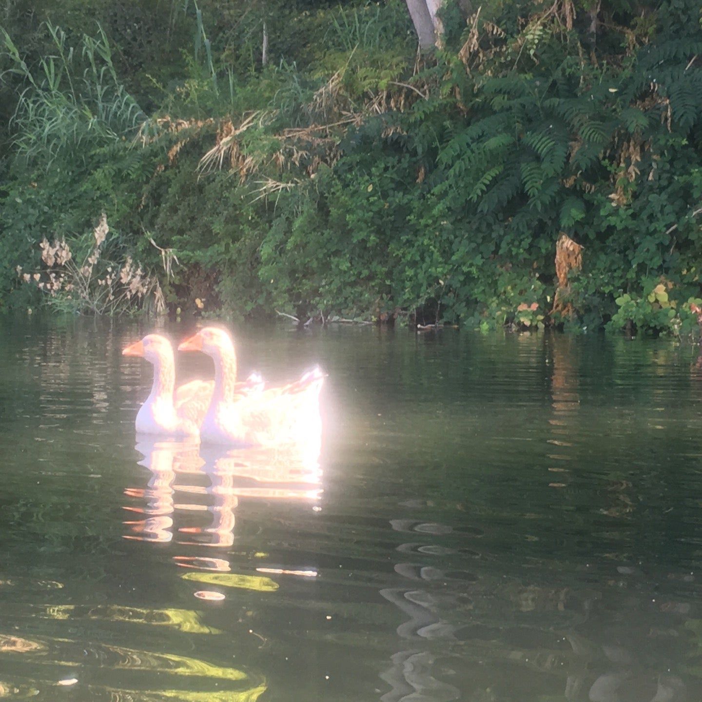 
Russian River Secret Spot
 in Healdsburg