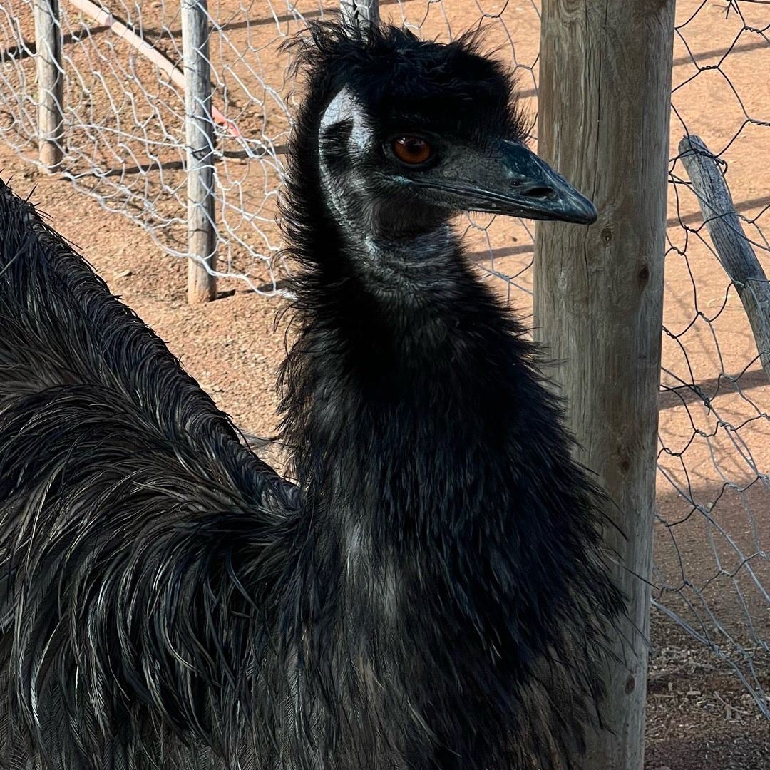 
Safari Ostrich Show Farm
 in Oudtshoorn