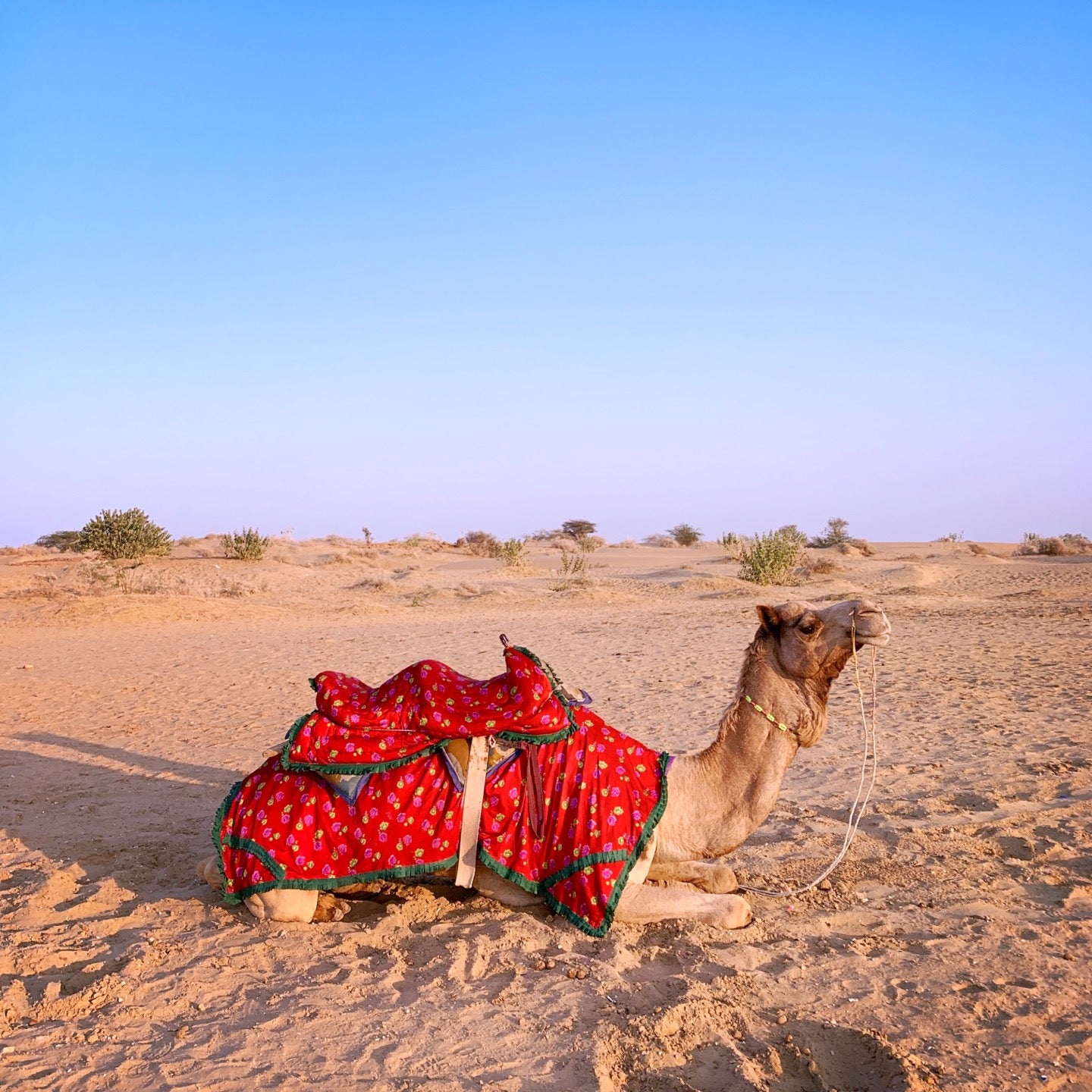 
Sam Sand Dunes
 in Jaisalmer