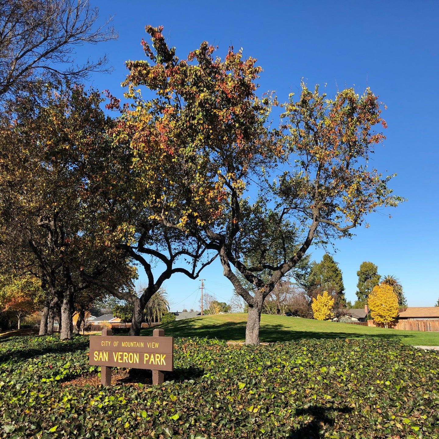 
San Veron Park
 in Silicon Valley