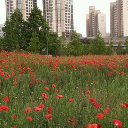 
Sang-dong Lake Park (상동호수공원)
 in Incheon