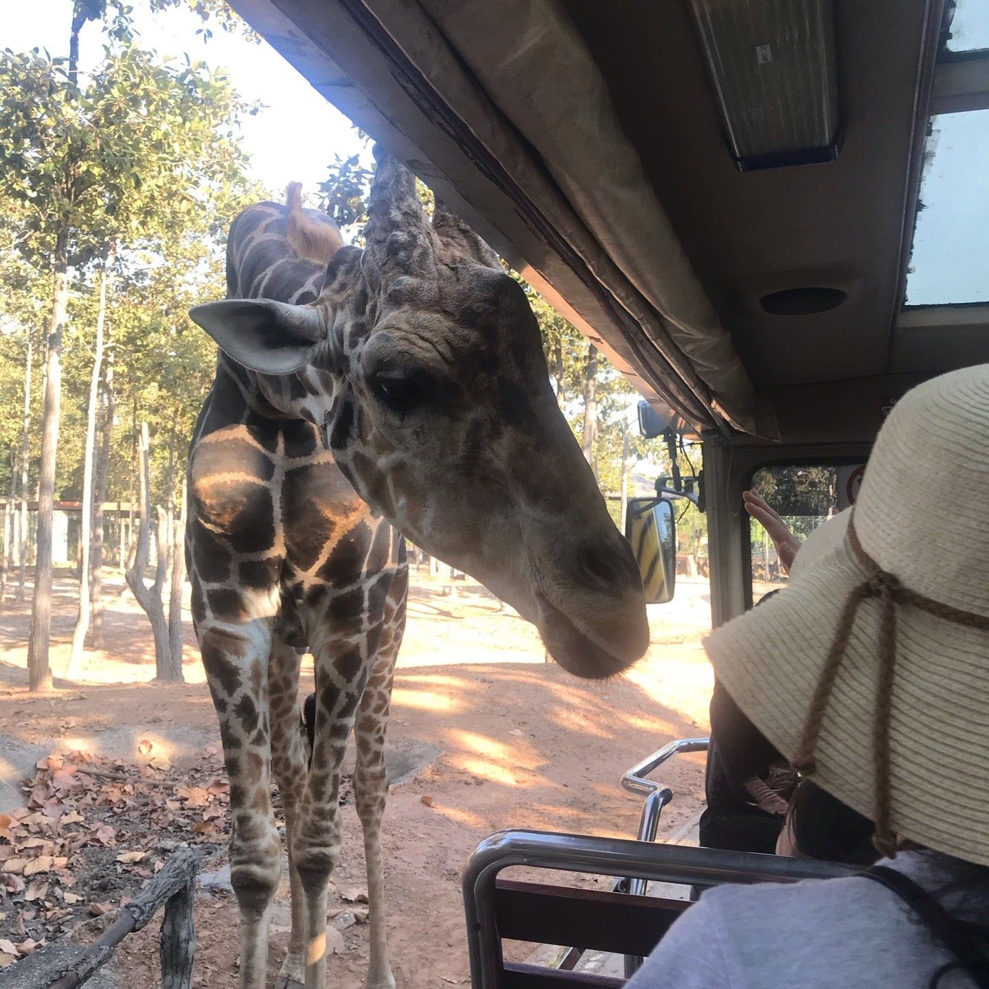 
Savanna Safari
 in Northern Thailand