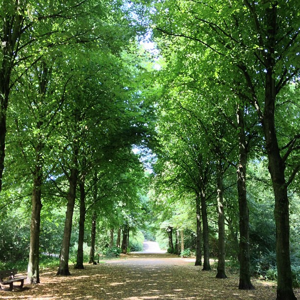 
Scheveningse Bosjes
 in The Hague