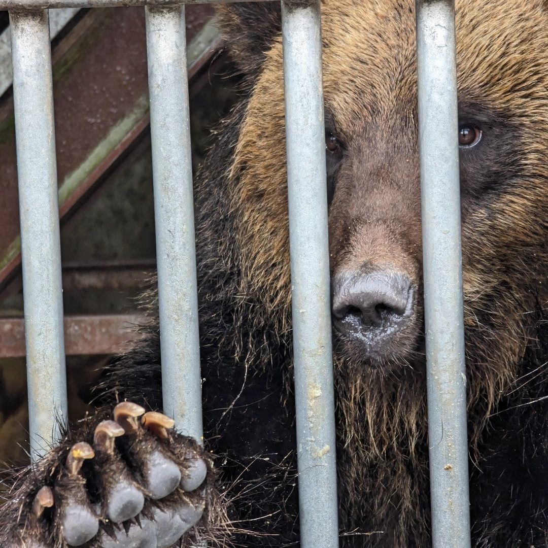 
Showa Shinzan Bear Ranch (昭和新山熊牧場)
 in Douou