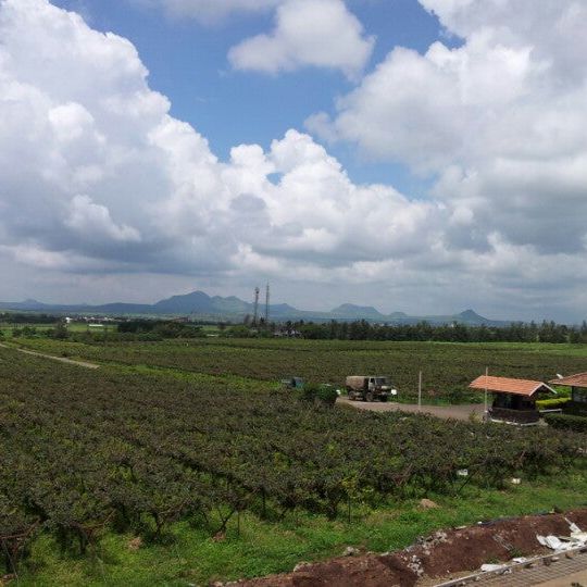 
Sula Vineyards
 in Nashik