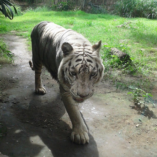 
Taman Safari Indonesia III
 in Keramas