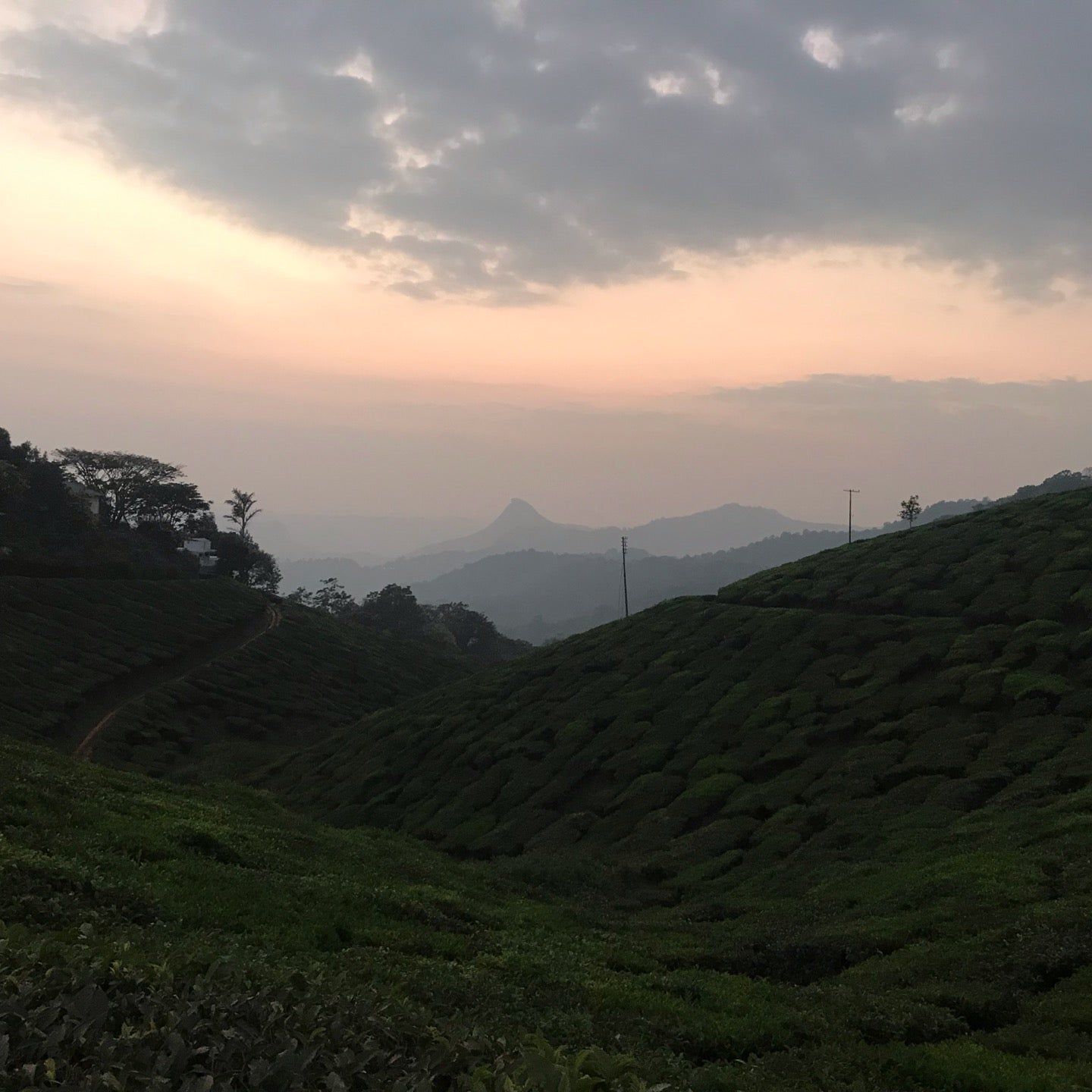 
Tea Gardens, Munnar
 in Munnar