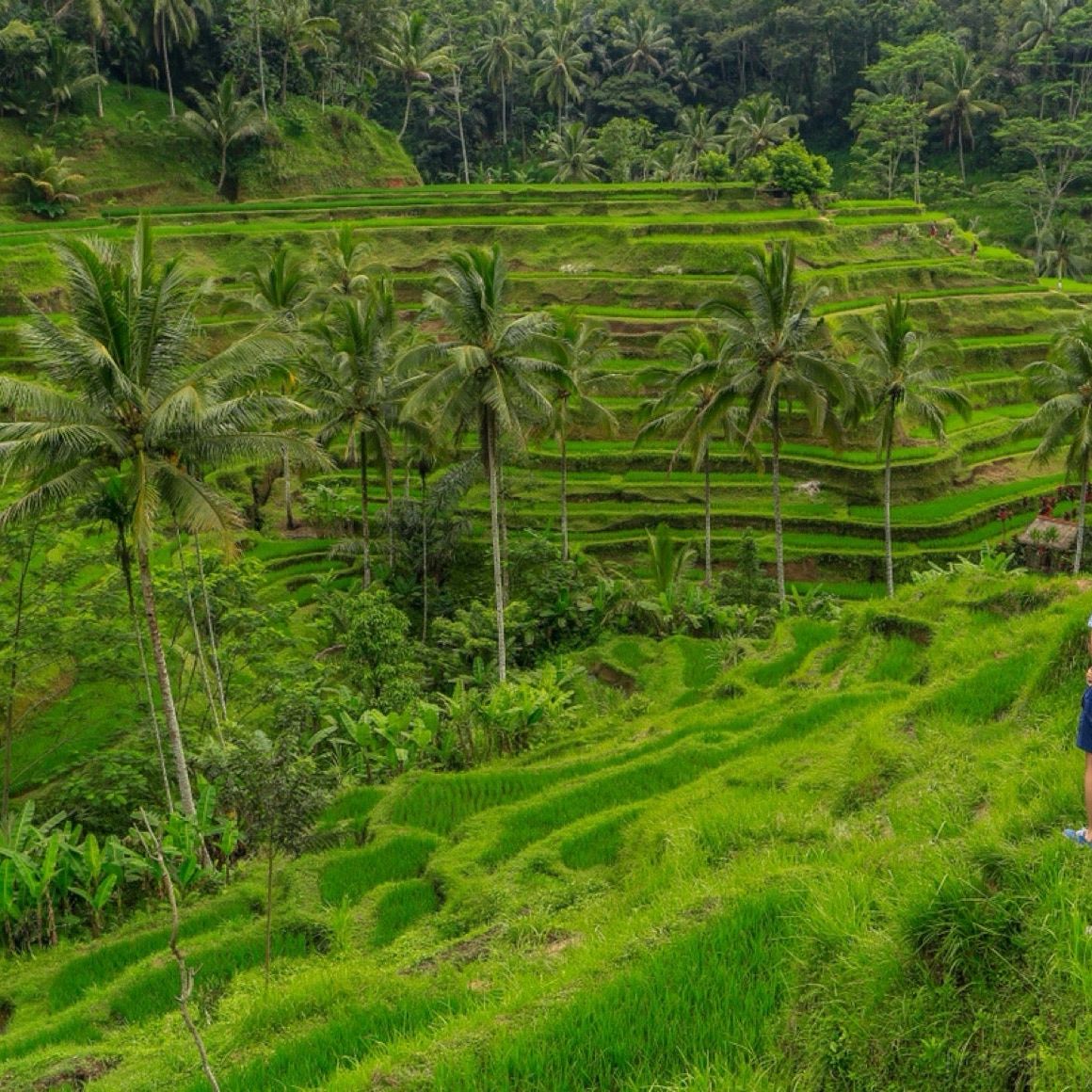 
Tegallalang Rice Terraces
 in Tegalalang