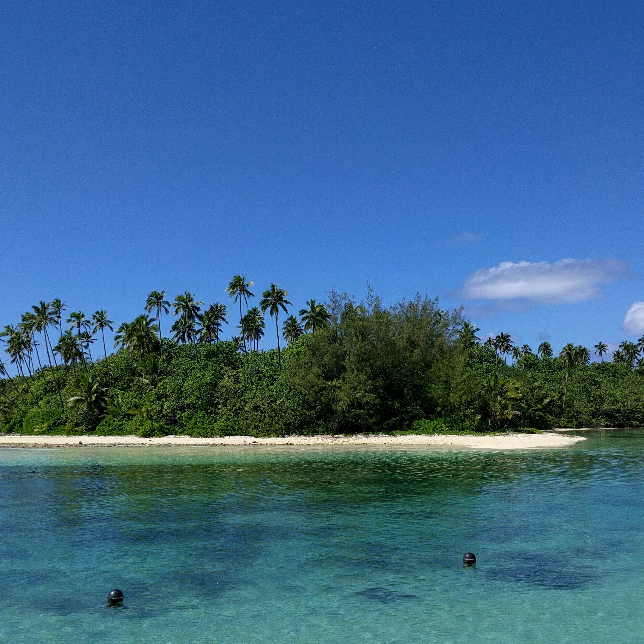 
The Mooring Fish Cafe
 in Rarotonga