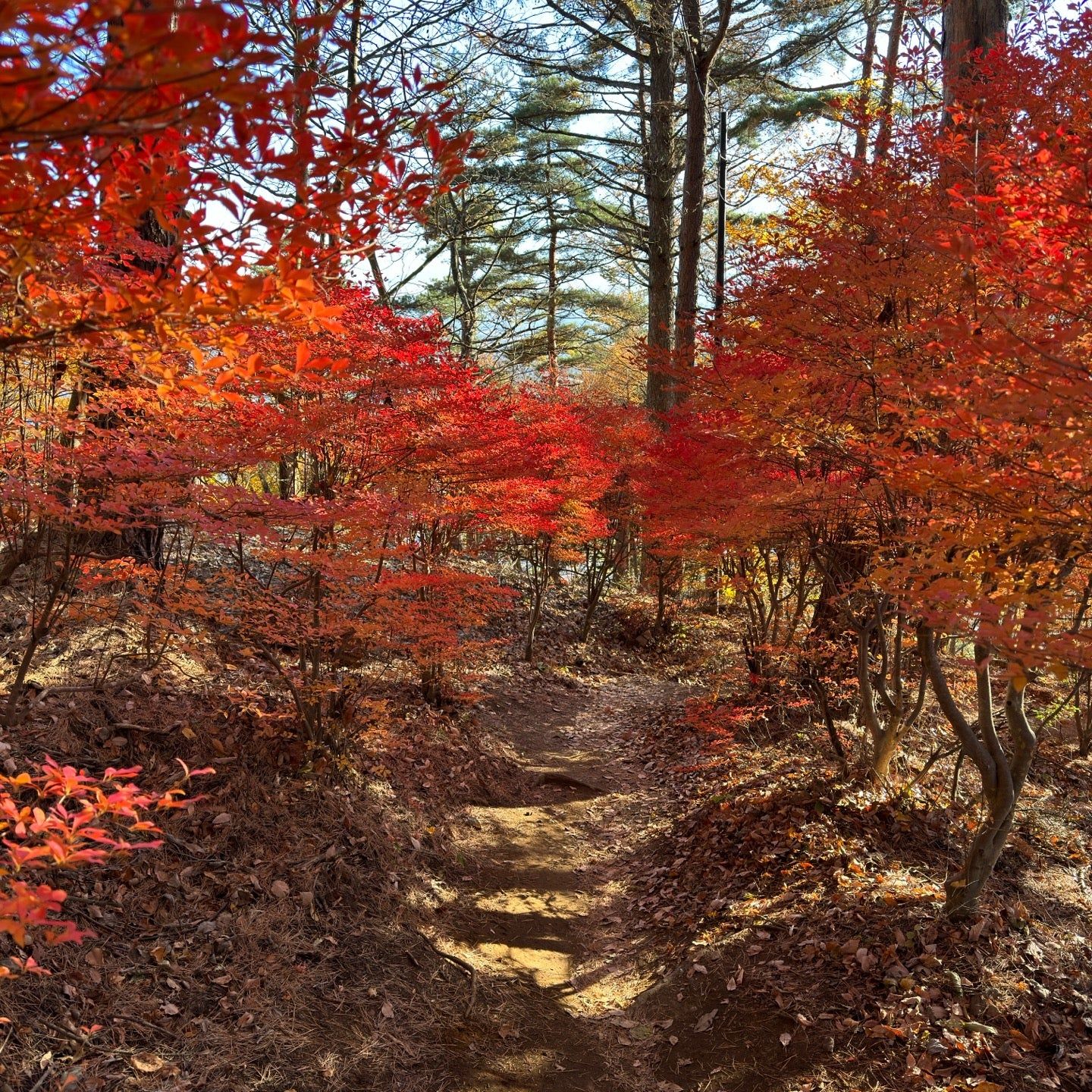 
天上山
 in Koshinetsu