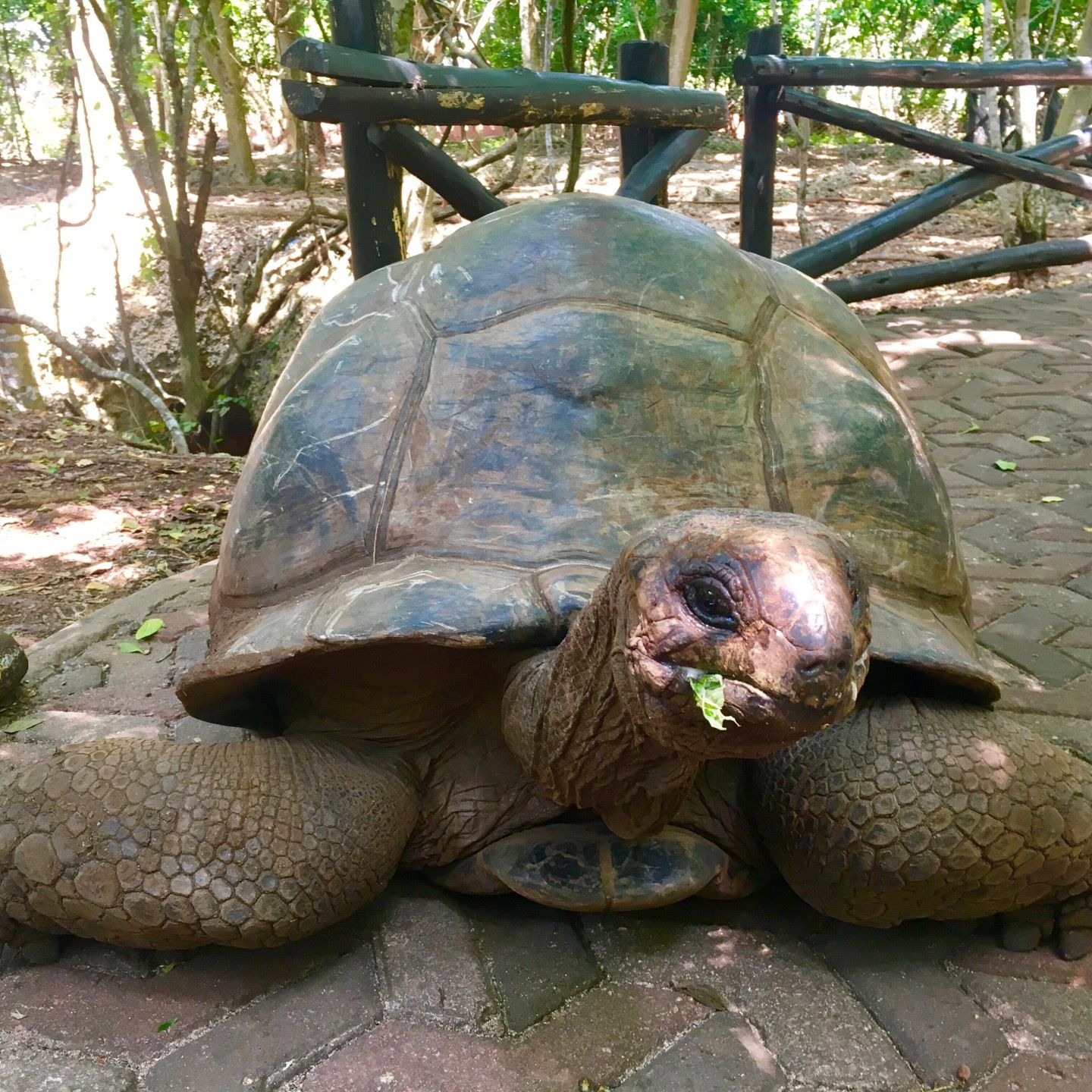 
Tortoise Santuary
 in Zanzibar City