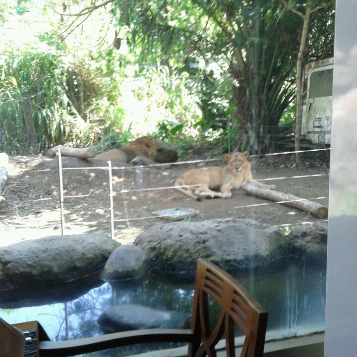 
Tsavo Lion Restaurant
 in Keramas