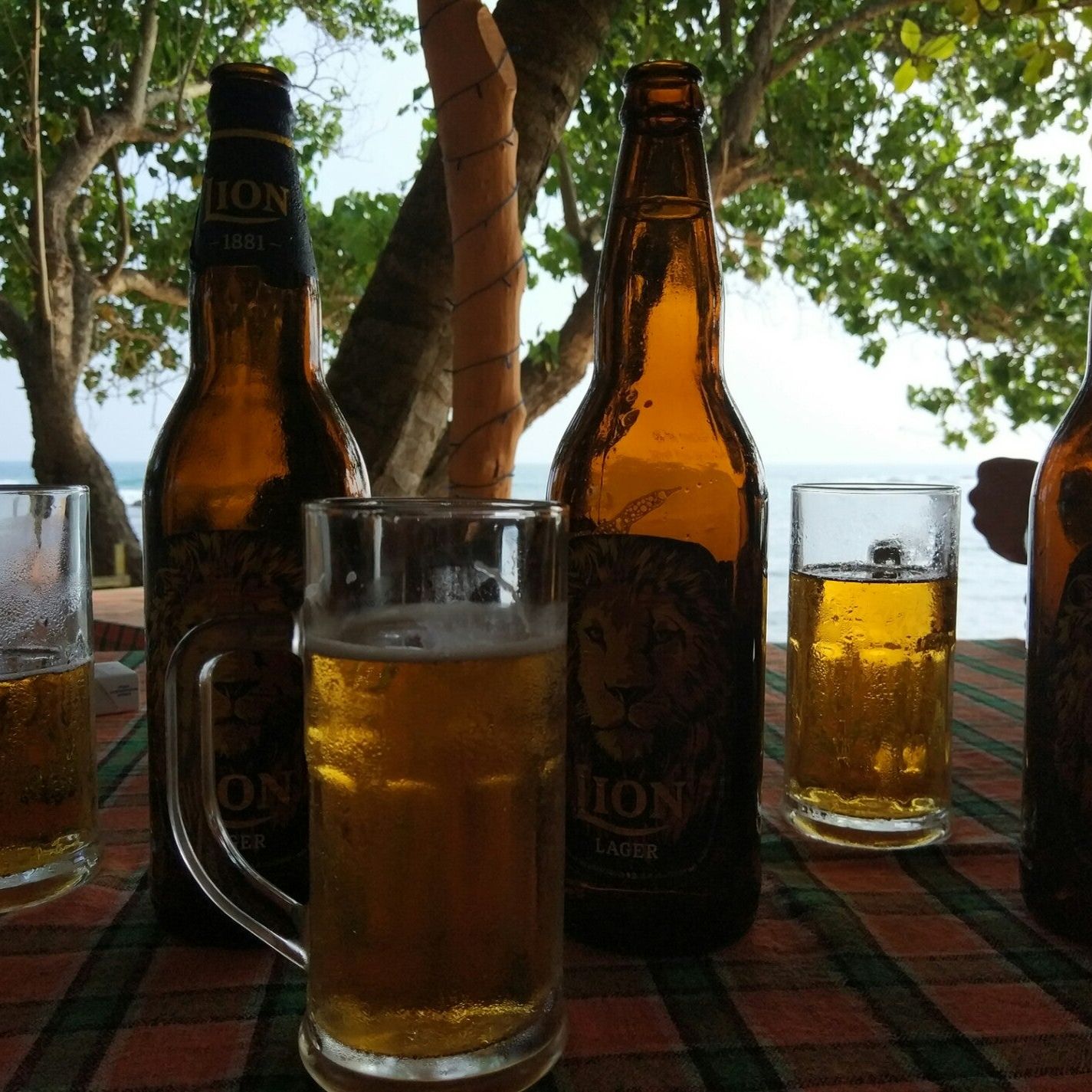 
Turtle Landing
 in Sri Lanka