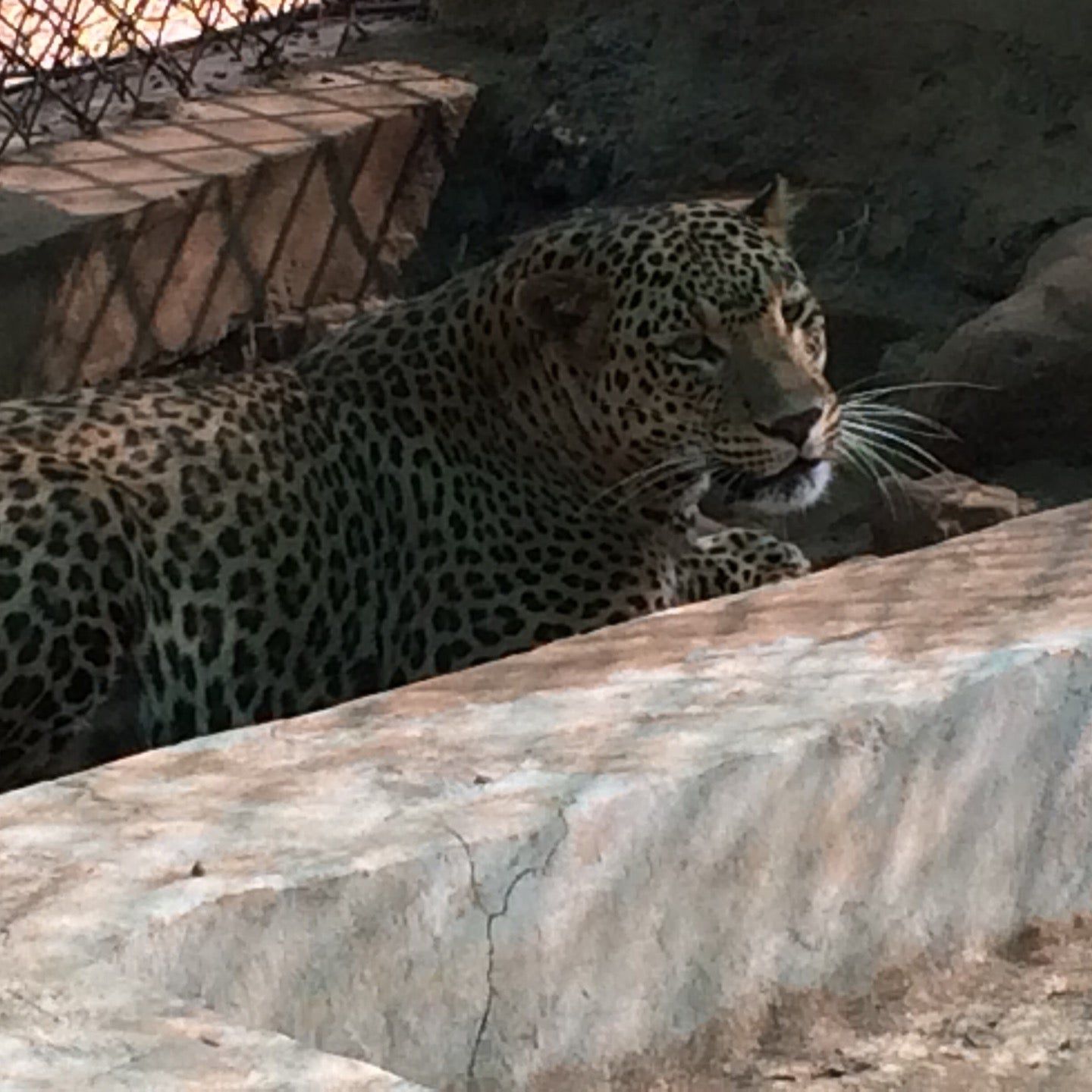 
Van Vihar National Park
 in Bhopal