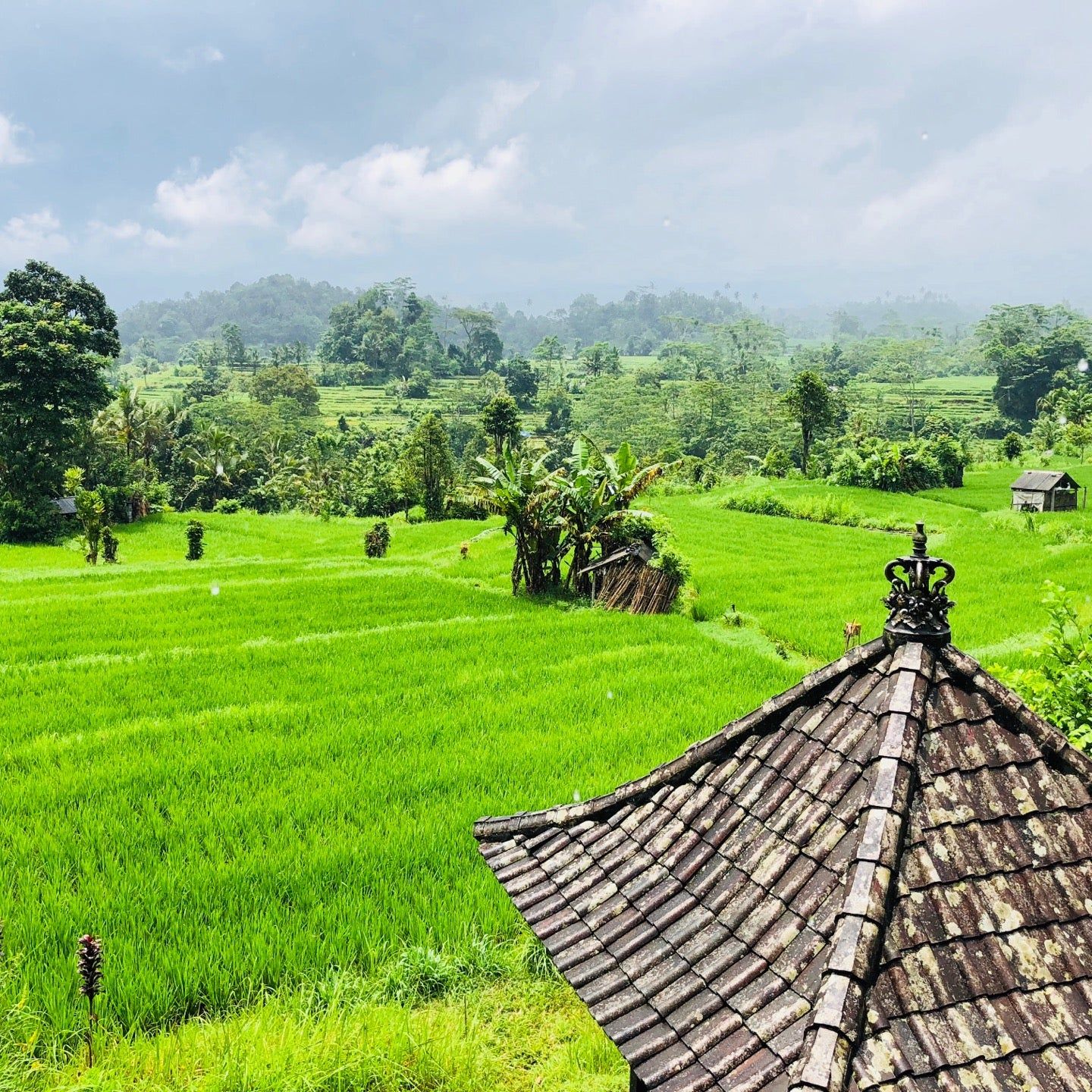 
Warung Makan Organik
 in Karangasem