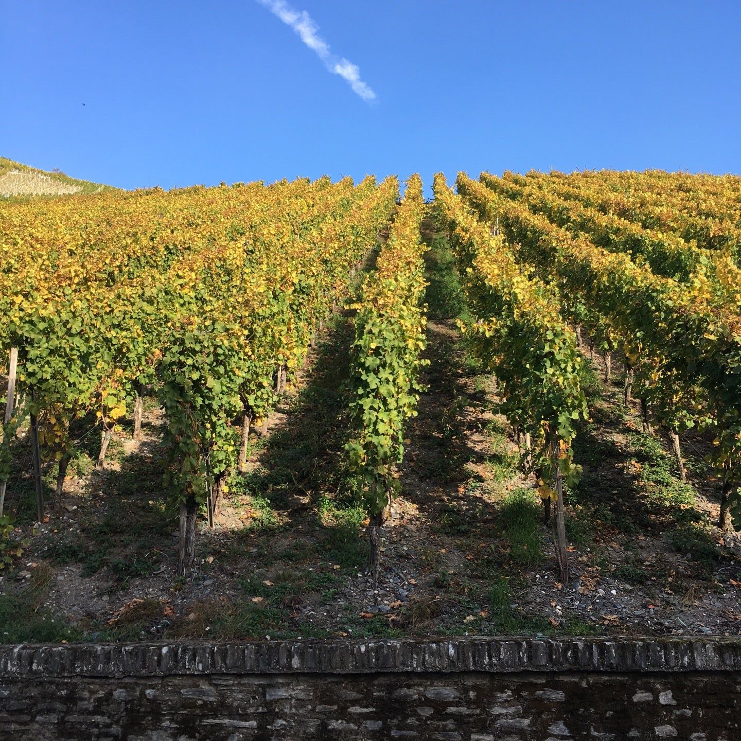 
Weingut Kees-Kieren
 in Hunsrück