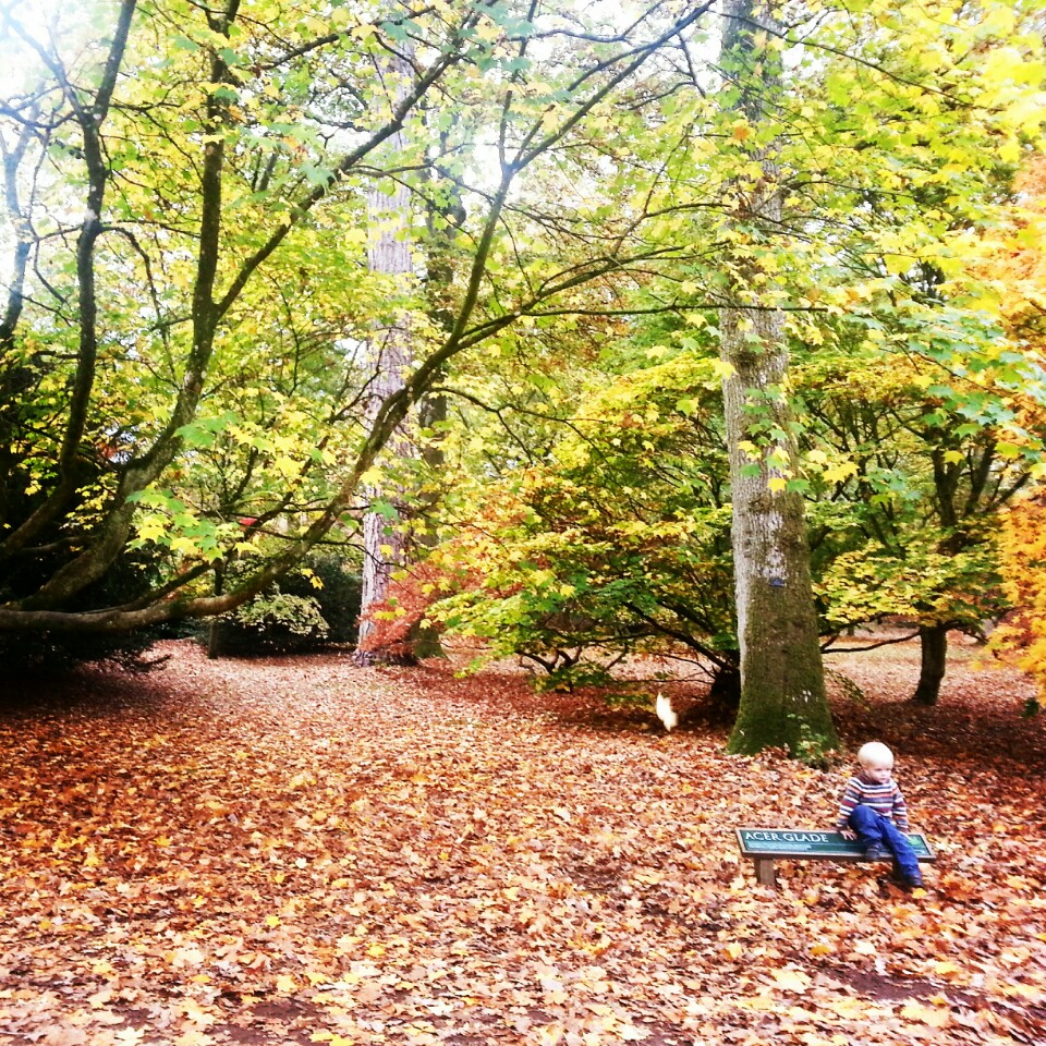 
Westonbirt, The National Arberotum
 in Cotswolds