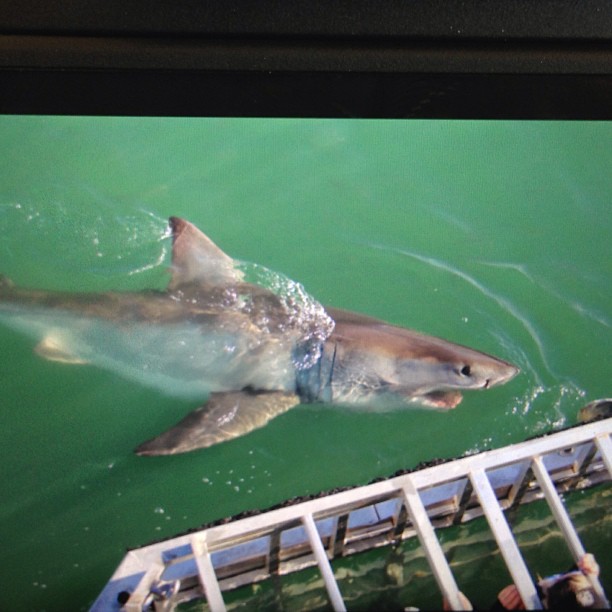 
White Shark Adventure
 in Western Cape