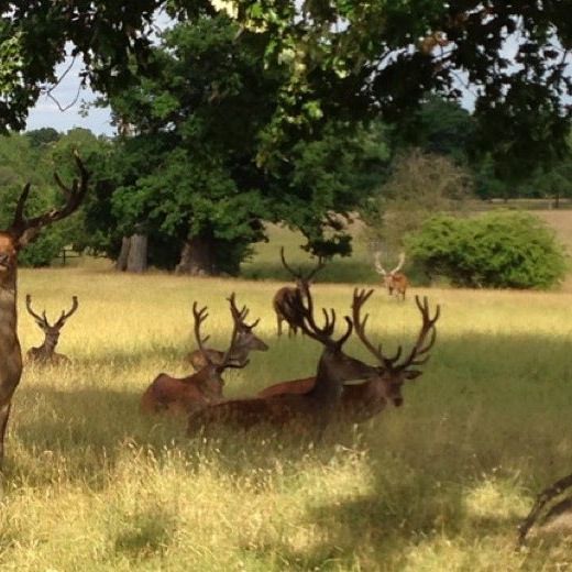 
Windsor Great Park
 in Berkshire