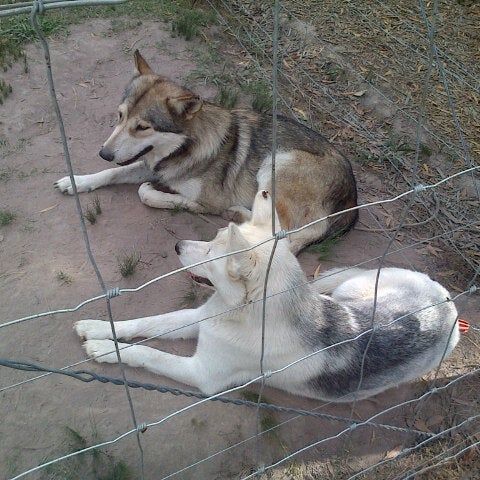 
Wolf sanctuary
 in Plettenberg Bay