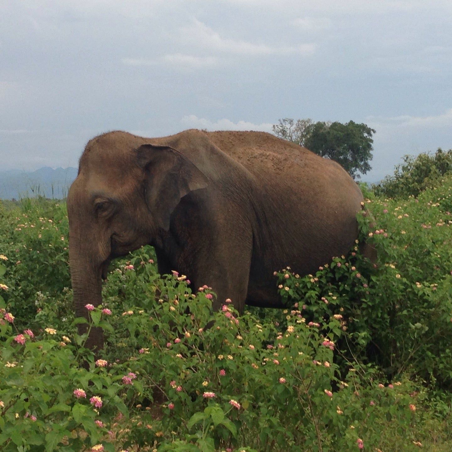 
Yala National Park Safari Jeep Service
 in Tissamaharama