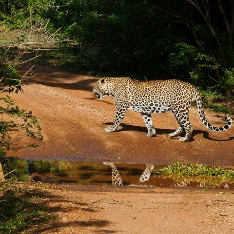 
Yala National Park
 in Hambantota District