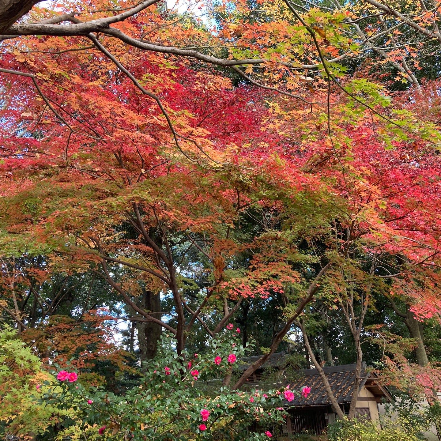 
Yoshikien Garden (吉城園)
 in Nara