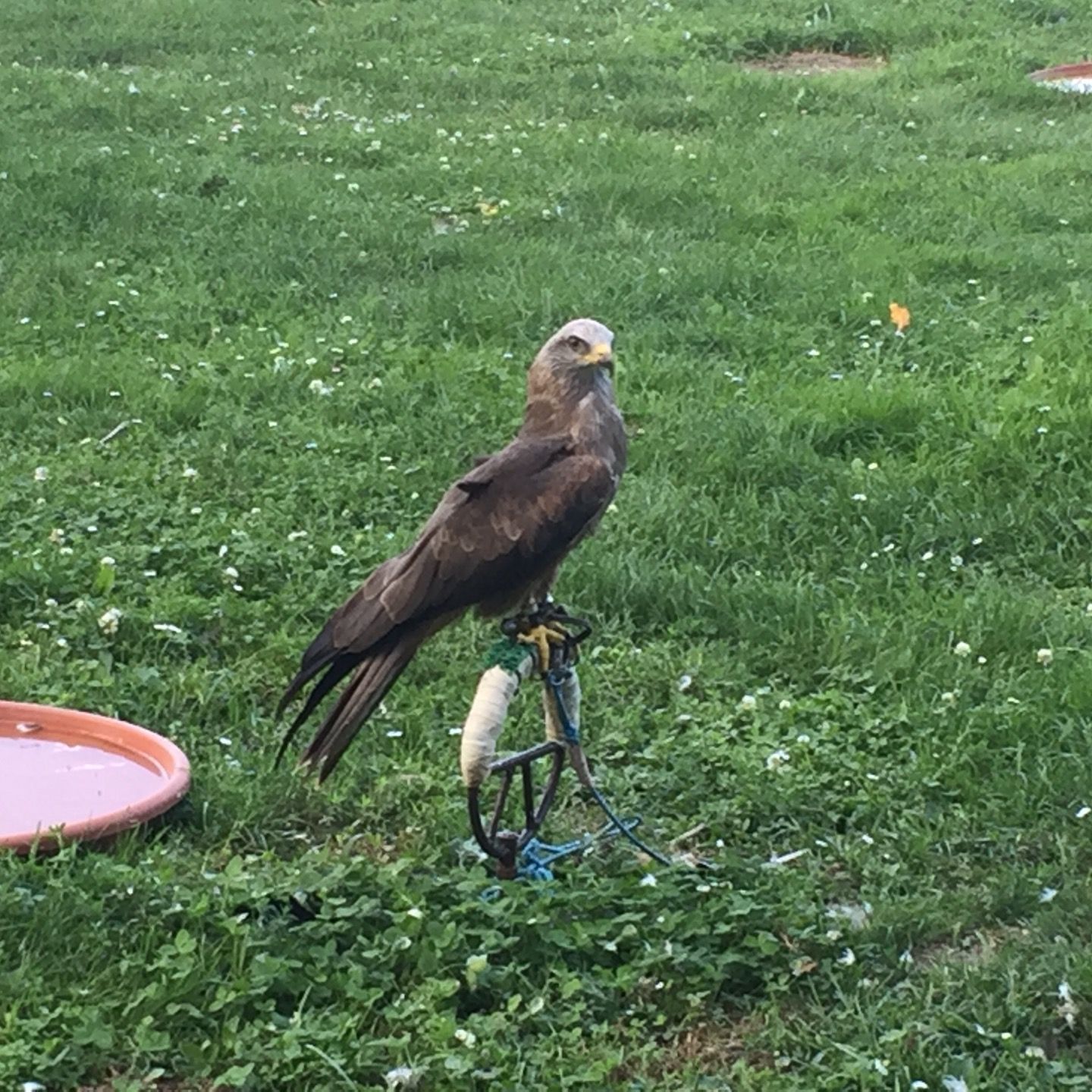 
Zayferus ukázky dravců
 in South Moravia