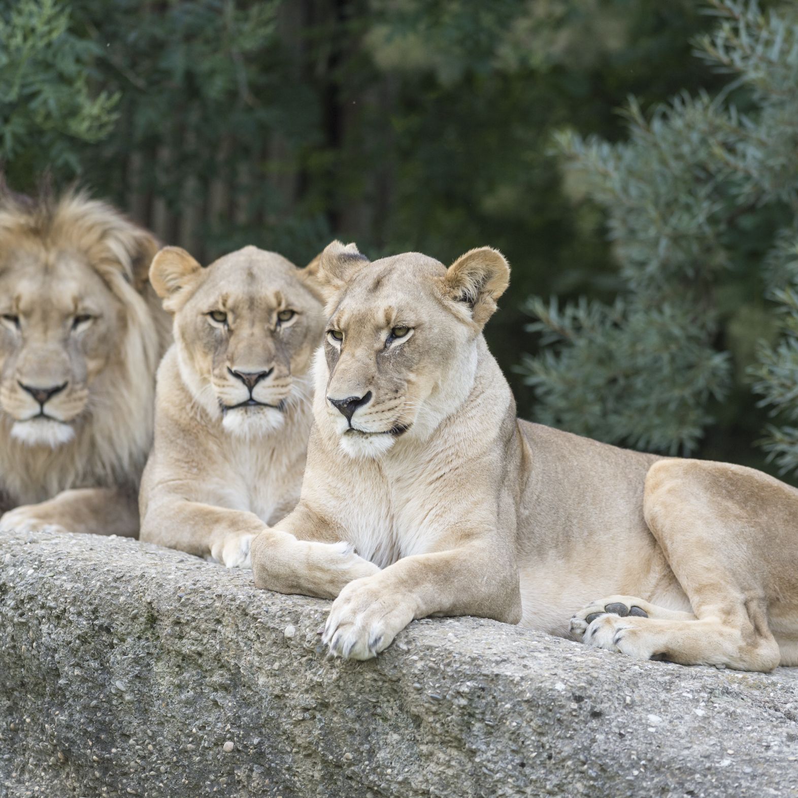 
Zoo Basel
 in Aargau / Basel Region