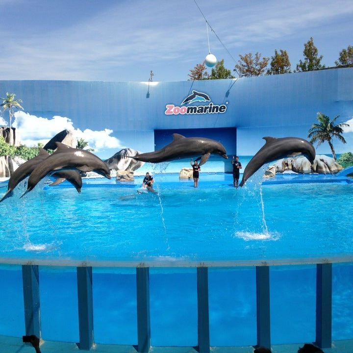 
Zoomarine Dolphin Stadium
 in Portugal